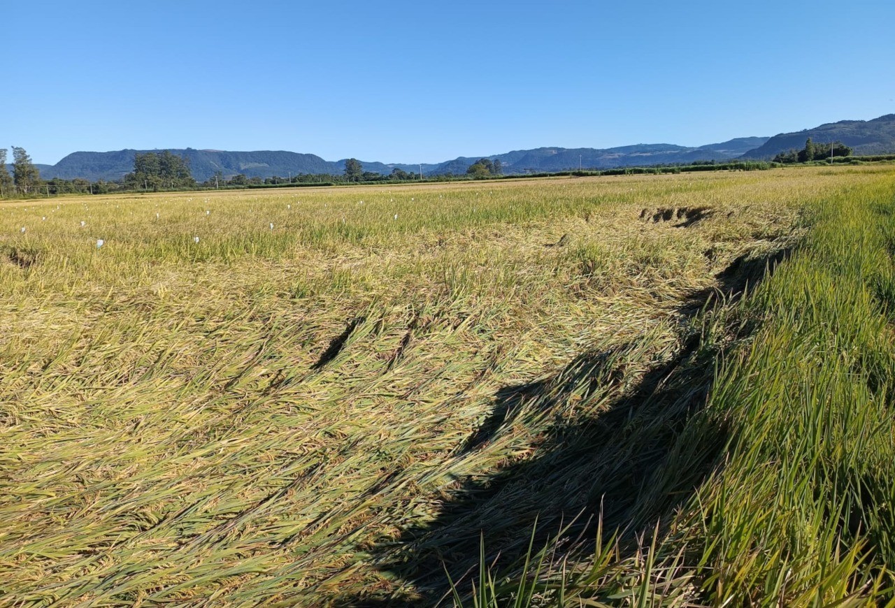 Agro vive 'crise silenciosa' de saúde mental, com taxas de depressão superiores à média nacional