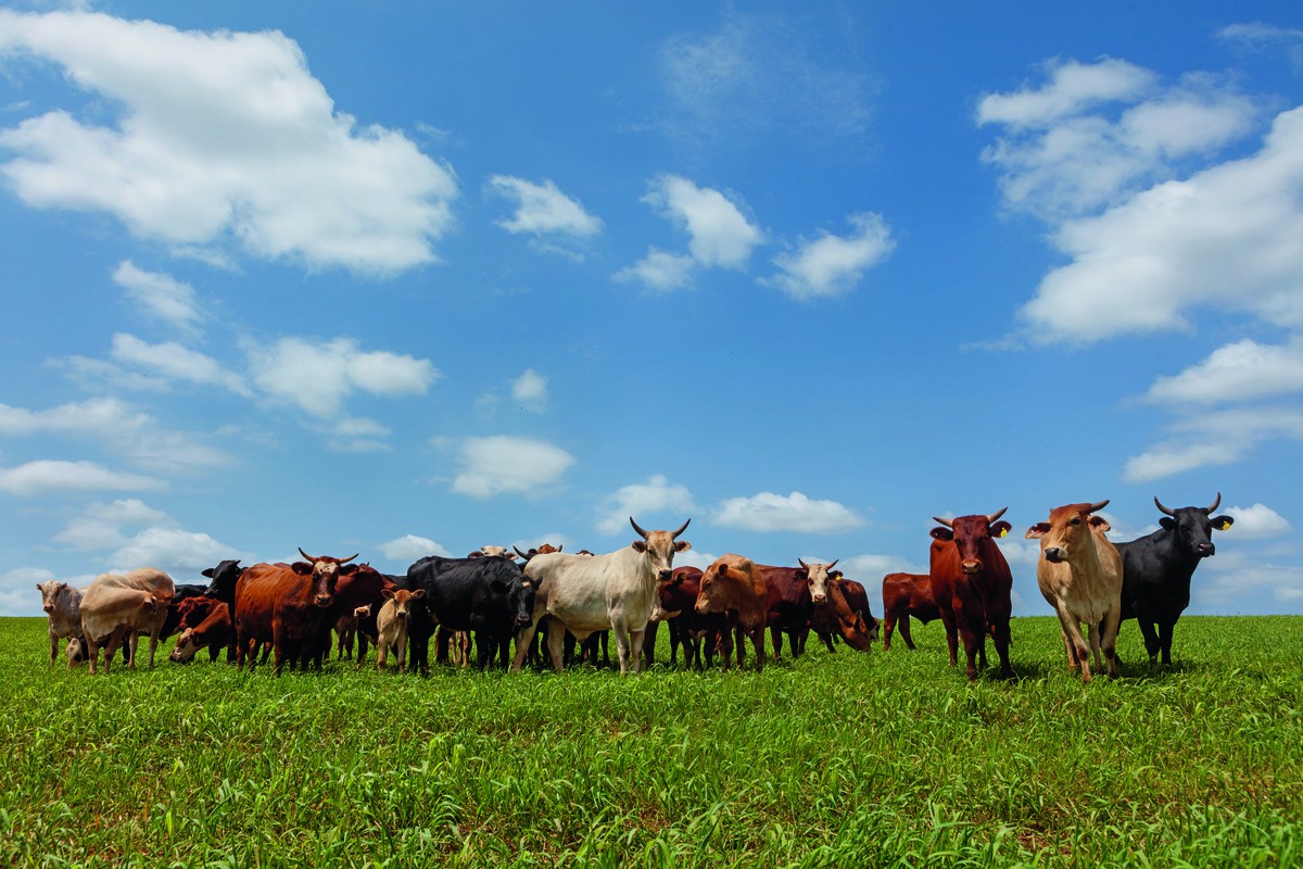 Integração pecuária-agricultura gera mais renda ao produtor do que as atividades isoladas, afirma estudo