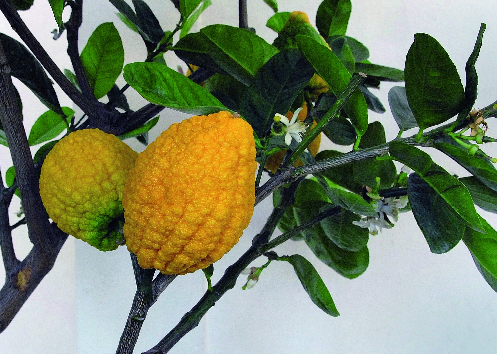 Afeto que vende: saiba como plantar cidra