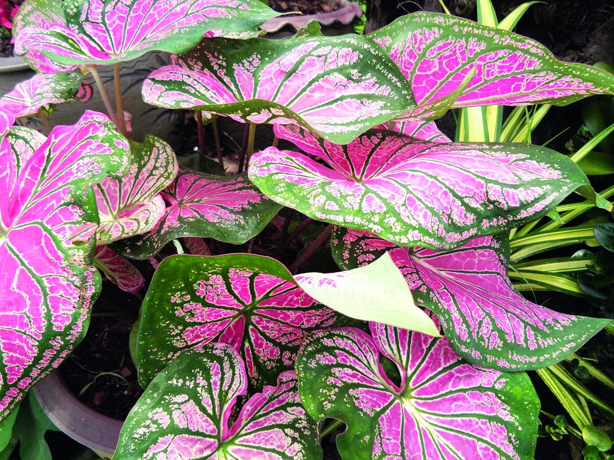 Ornamental e exuberante: Como cultivar caladium