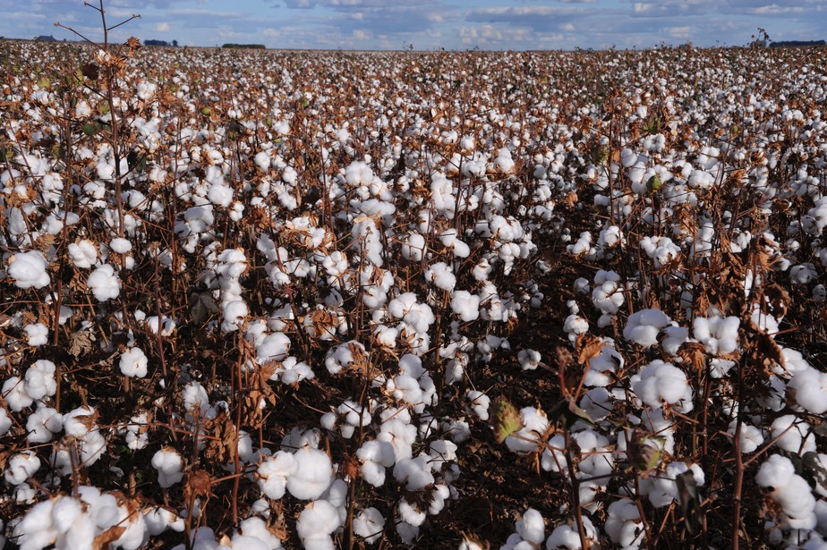 Grandes exportadores aumentaram produção de algodão, mas demanda não cresce no mesmo ritmo, segundo analista