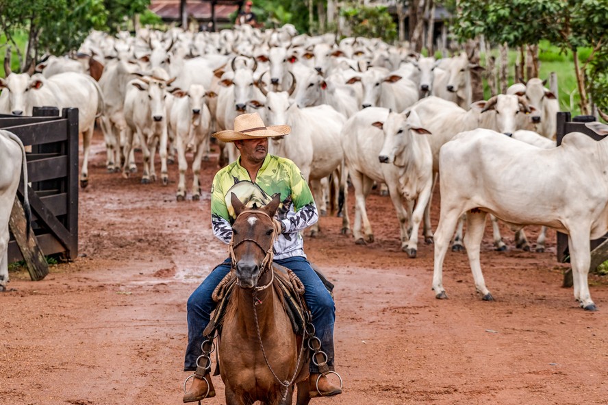 Conheça os maiores criadores de gado do Brasil