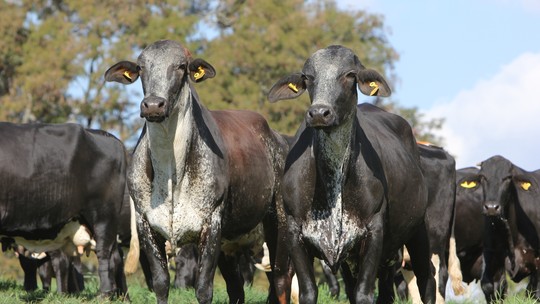 Registros de gado Girolando descolam do preço do leite pela primeira vez na história