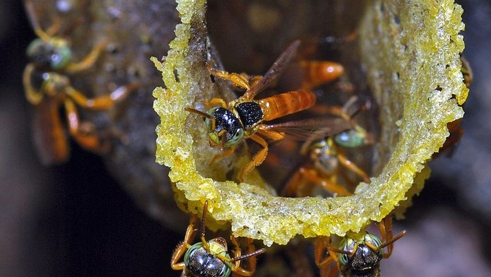 Abelha jataí, também conhecida como jataí-amarela e abelha-ouro, é uma espécie sem ferrão — Foto:  Reprodução/Bernard Dupon/Wikimedia Commons