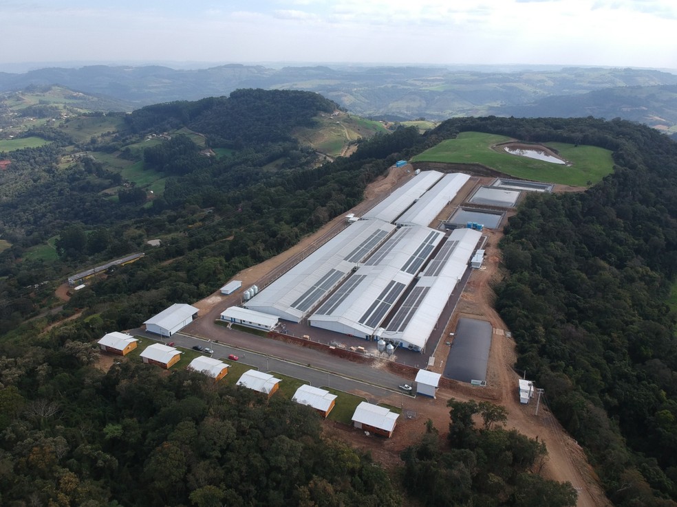 Nas granjas de Rodrigo Bisolo em Seara (SC), consumo de água cresce em torno de 40% nos dias mais quentes — Foto: Arquivo pessoal