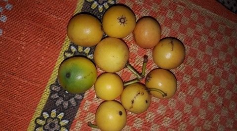 Você conhece o bacupari? Fruta previne anemia e envelhecimento precoce
