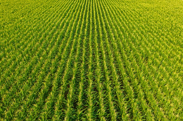 Quando plantar milho? Veja o 'período ideal'