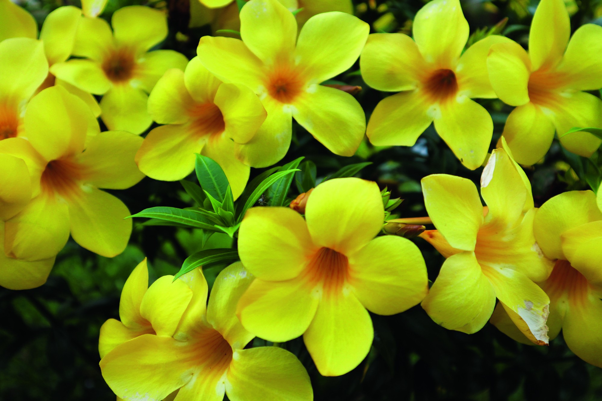 Como plantar a alamanda, trepadeira usada como flor ornamental