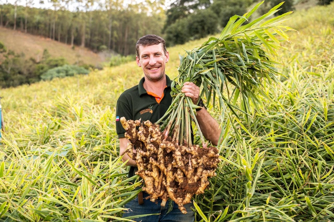 Produtor capixaba desenvolve primeira cultivar de gengibre registrada no país