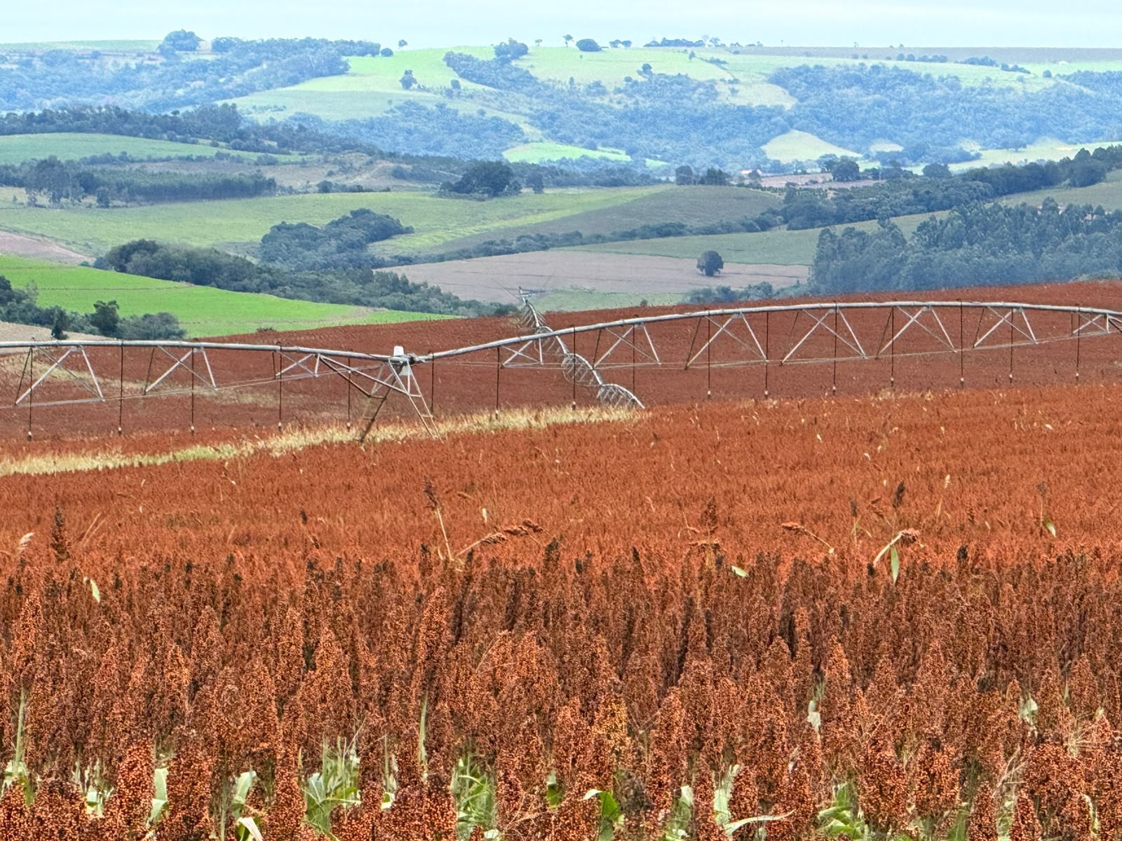 Antes desprezado, sorgo vira ‘negócio da China’ com exportações e custo menor