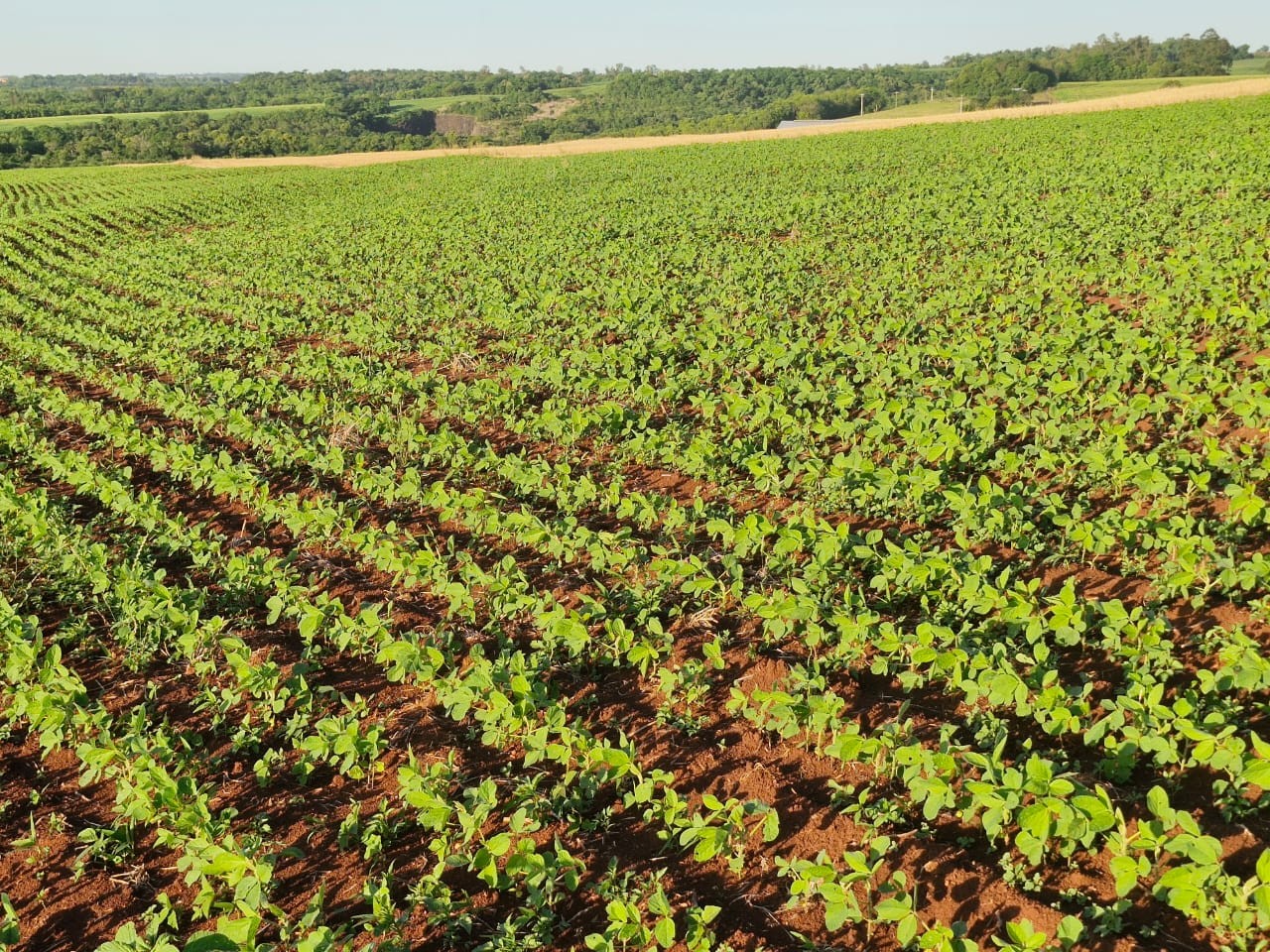 Aliança Agrícola pede na Justiça proteção contra execuções por 60 dias