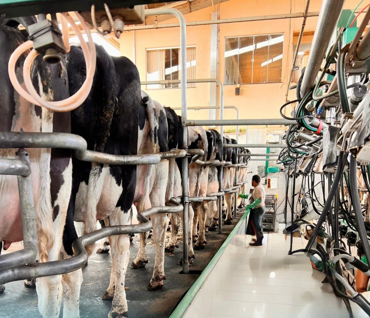 Produção das 100 maiores fazendas  de leite avança e sinaliza concentração