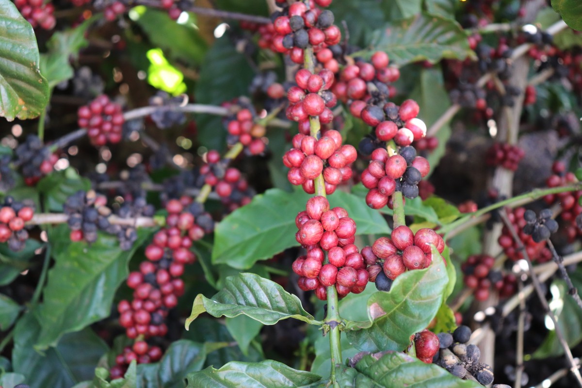 Queda na safra de café conilon no Espírito Santo eleva prudência do produtor