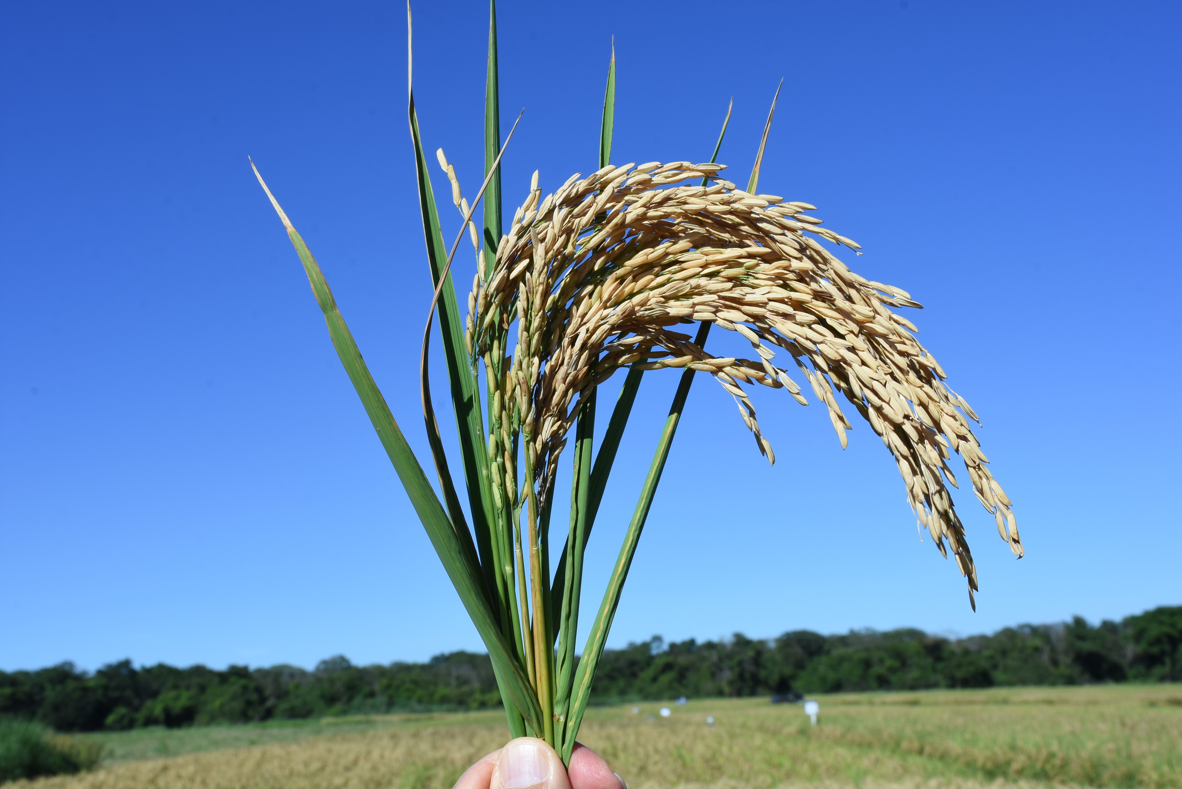 Exportações e expectativa de compras públicas sustentam o preço do arroz