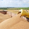 Mercado do trigo ainda é impactado pelas indefinições para o fim da guerra entre Rússia e Ucrânia - Paulo Kurtz/Embrapa Trigo