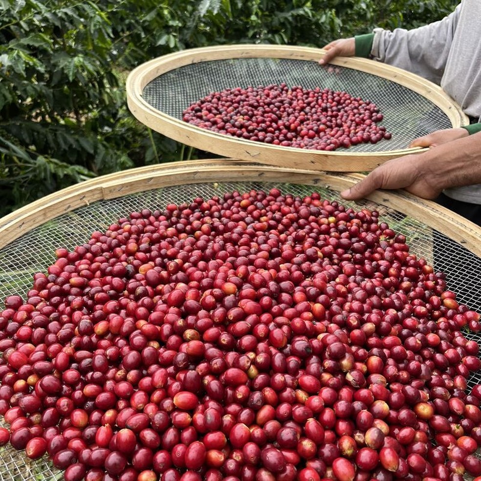 Café da Fazenda Sequóia apresenta alta qualidade — Foto: Divulgação