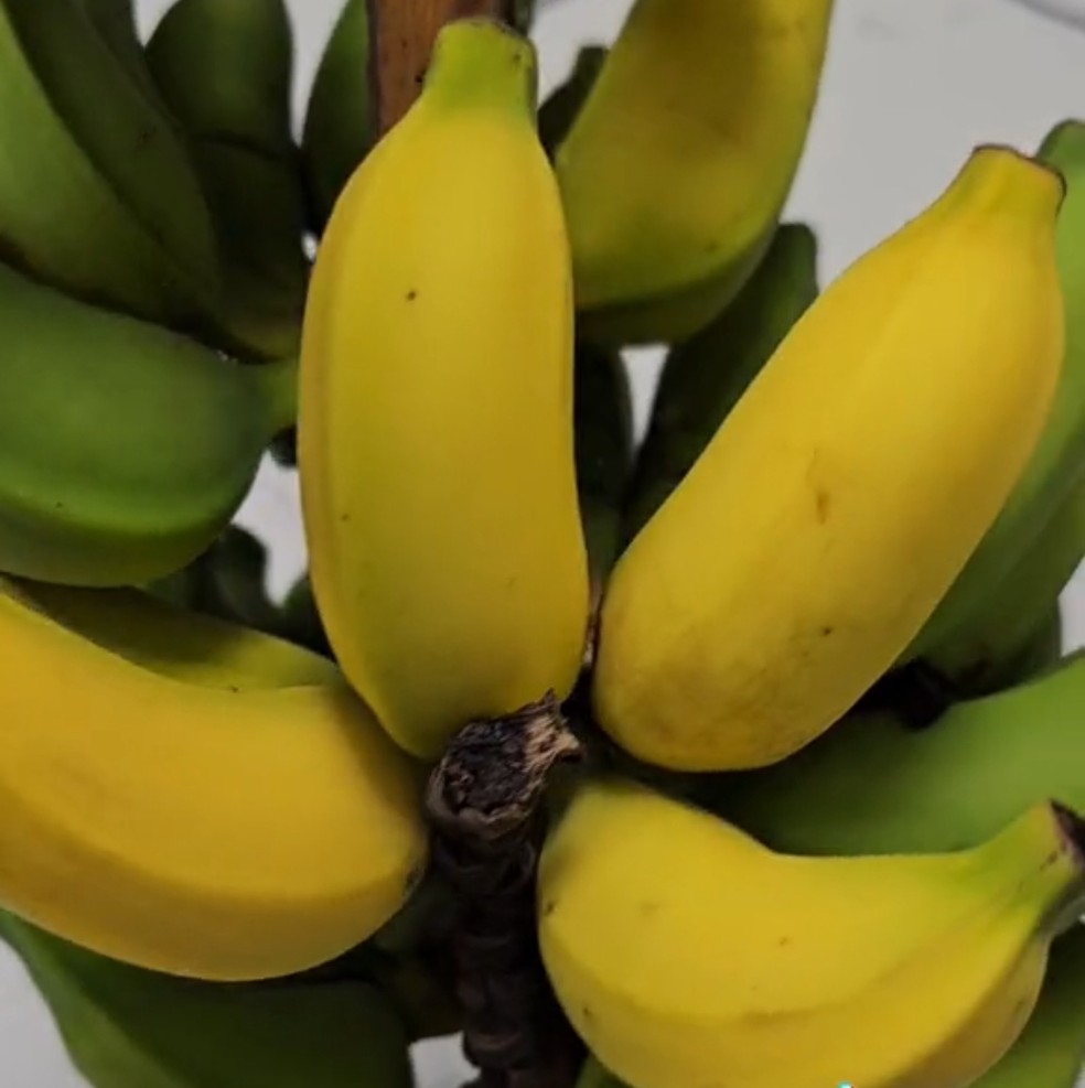 A banana Lady Finger é chamada no Brasil de “banana de açúcar” ou ouro — Foto: Duong Vinh Hoàng/Wikimedia commons