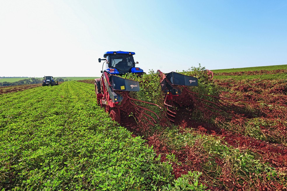 A área de plantio de amendoim deverá crescer 20% neste ano, e a produção pode alcançar 1 milhão de toneladas — Foto: Pierre Duarte