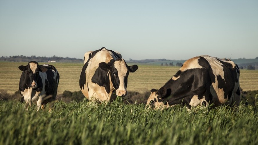 Temperaturas extremas podem causar o chamado ‘estresse da vaca’, que afeta a saúde dos animais de leite e, em casos mais graves, até os leva à morte
