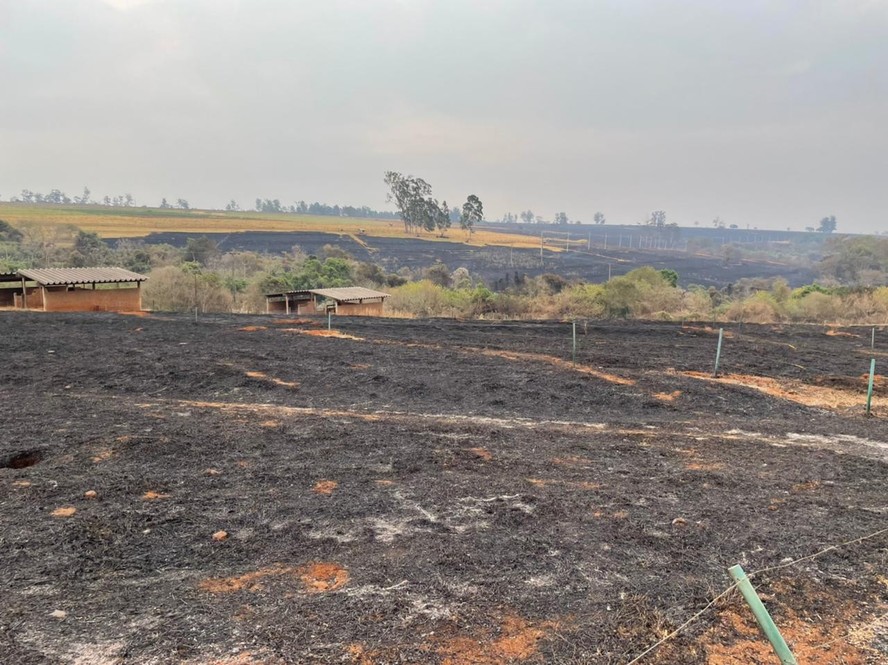 Fogo na fazenda da Embrapa, em São Carlos (SP), em 2021, devastou as pastagens e provocou a morte de animais