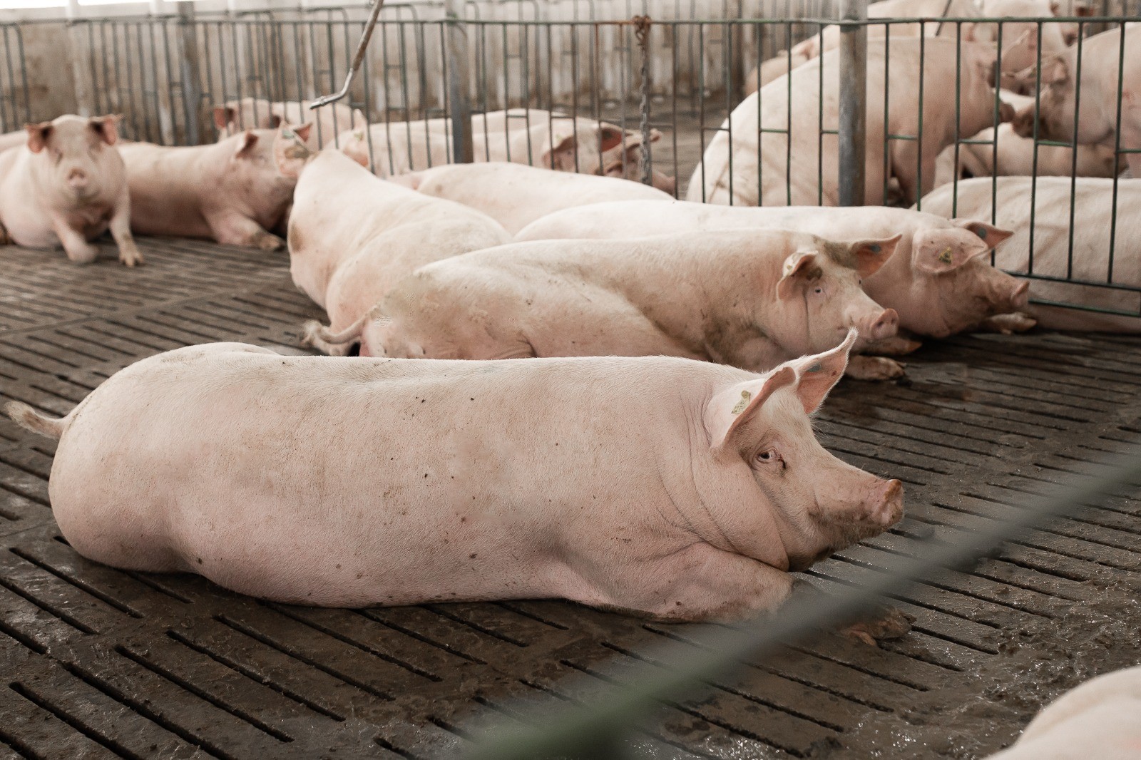 Preços da carne suína sobem mais do que os da bovina e de frango