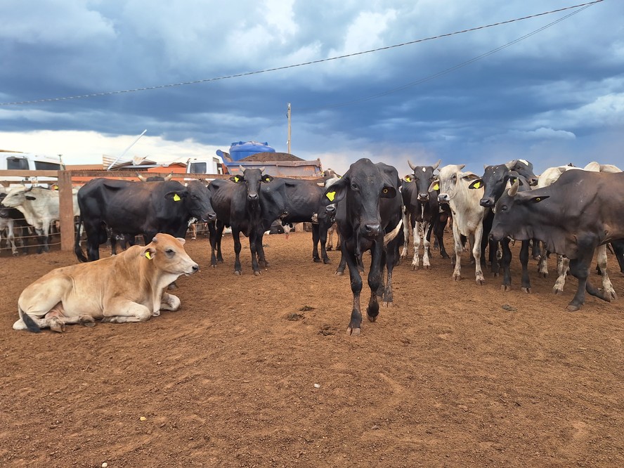 Abate de bovinos foi recorde no primeiro trimestre de 2025