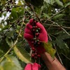Trabalhadores temporários são essenciais em culturas como o café - Globo Rural