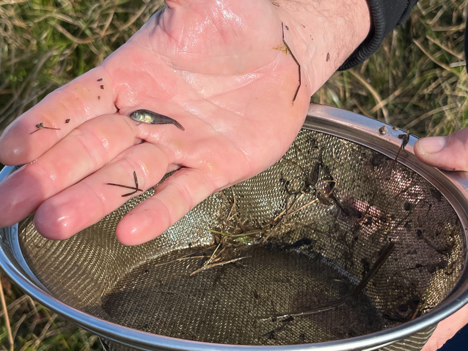 Projeto busca preservar peixes ameaçados no bioma Pampa