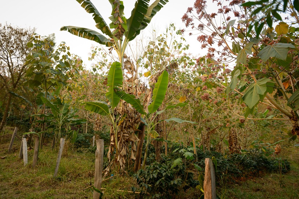 Fazenda Camppo Místico, terceira colocada entre as pequenas propriedades no 8º Prêmio Fazenda Sustentável — Foto: Henrique Grandi