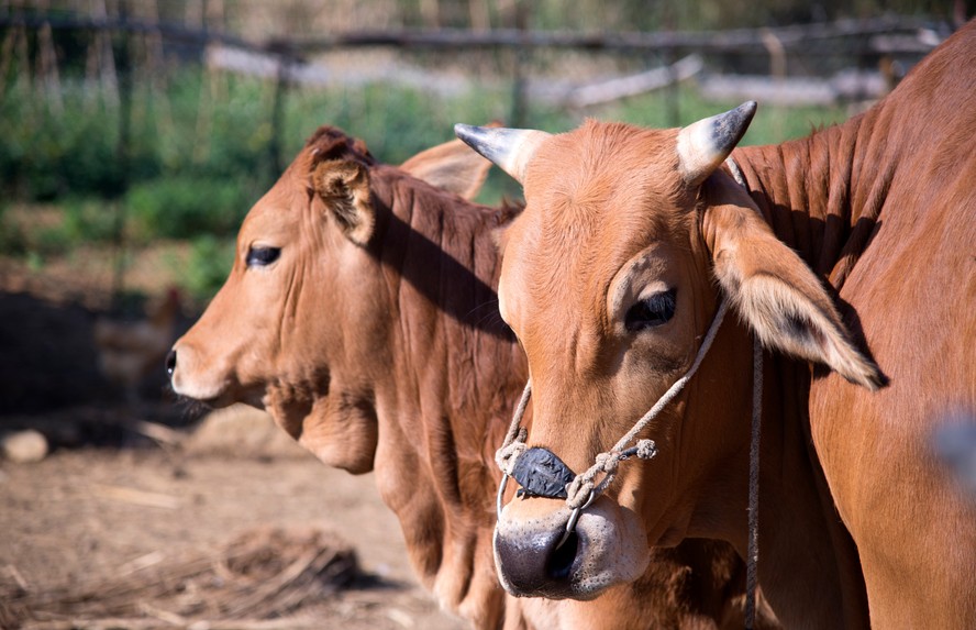 Gado bovino doméstico tem origem africana e europeia, diz estudo