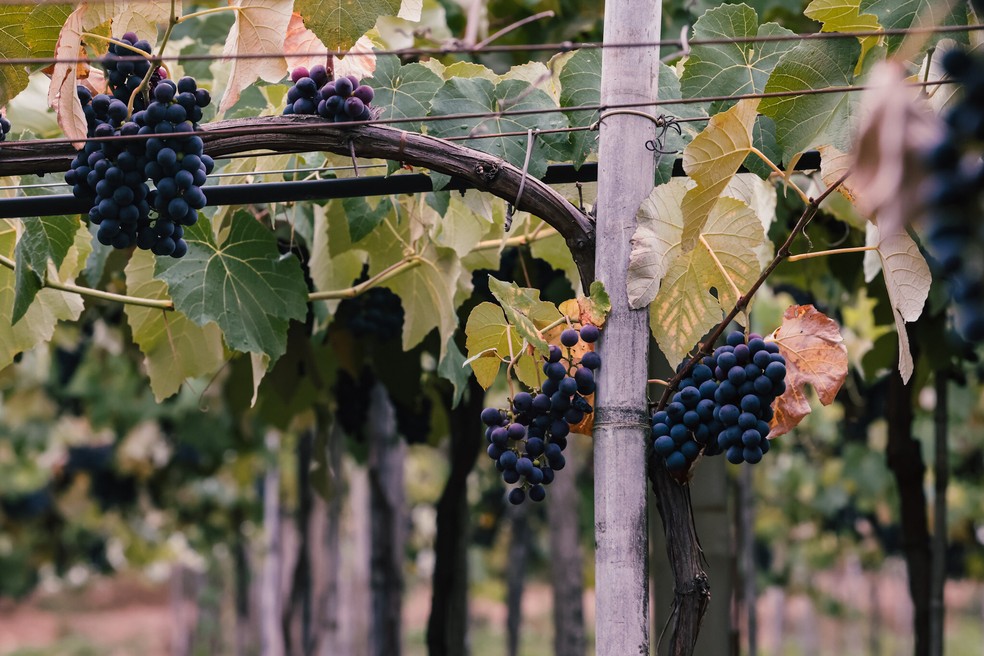 A maior expectativa é para a vindima das uvas viníferas, que deve se iniciar na metade de janeiro — Foto: Felipe Dalla Valle-Palácio Piratini