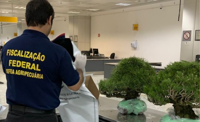 Bonsais com aranhas nos galhos são apreendidos no aeroporto de Guarulhos