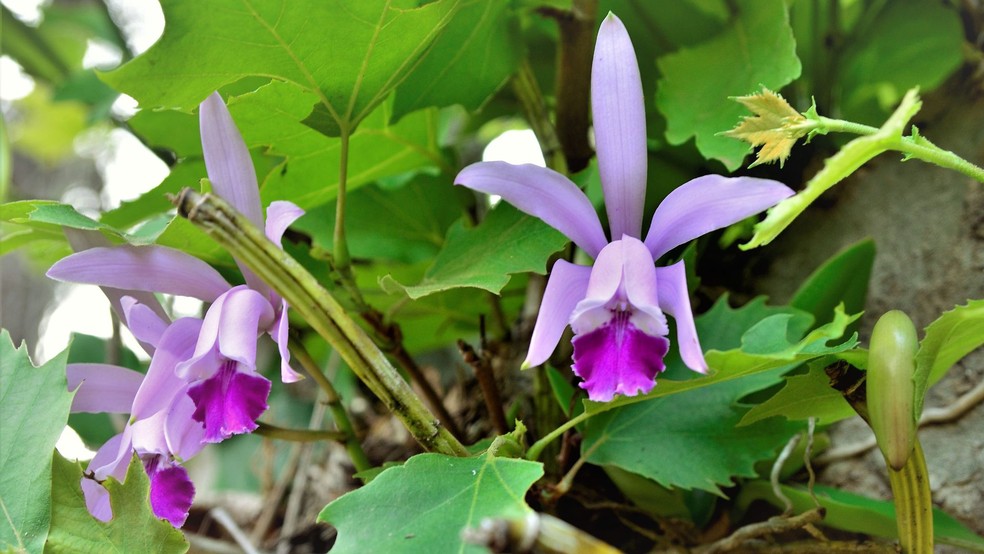 Orquídea cattleya intermedia — Foto: Canva / Creative Commoms