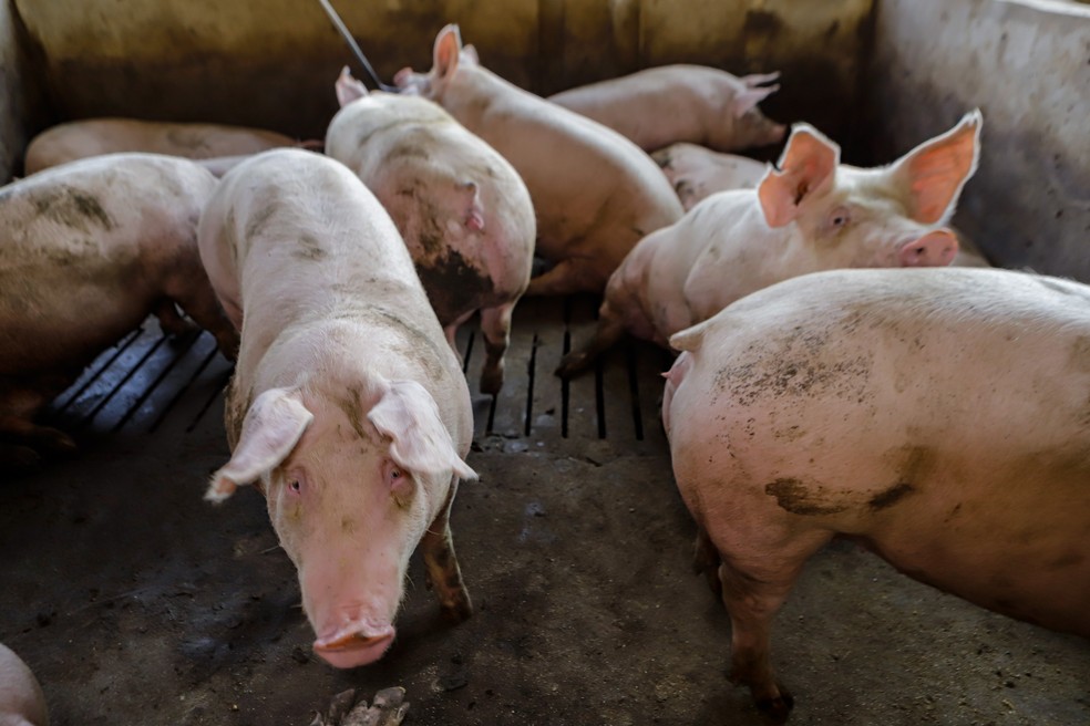 Para 2025, a perspectiva de produção nacional de carne suína está em até 5,45 milhões de toneladas — Foto: Roberto Dziura Jr/AEN