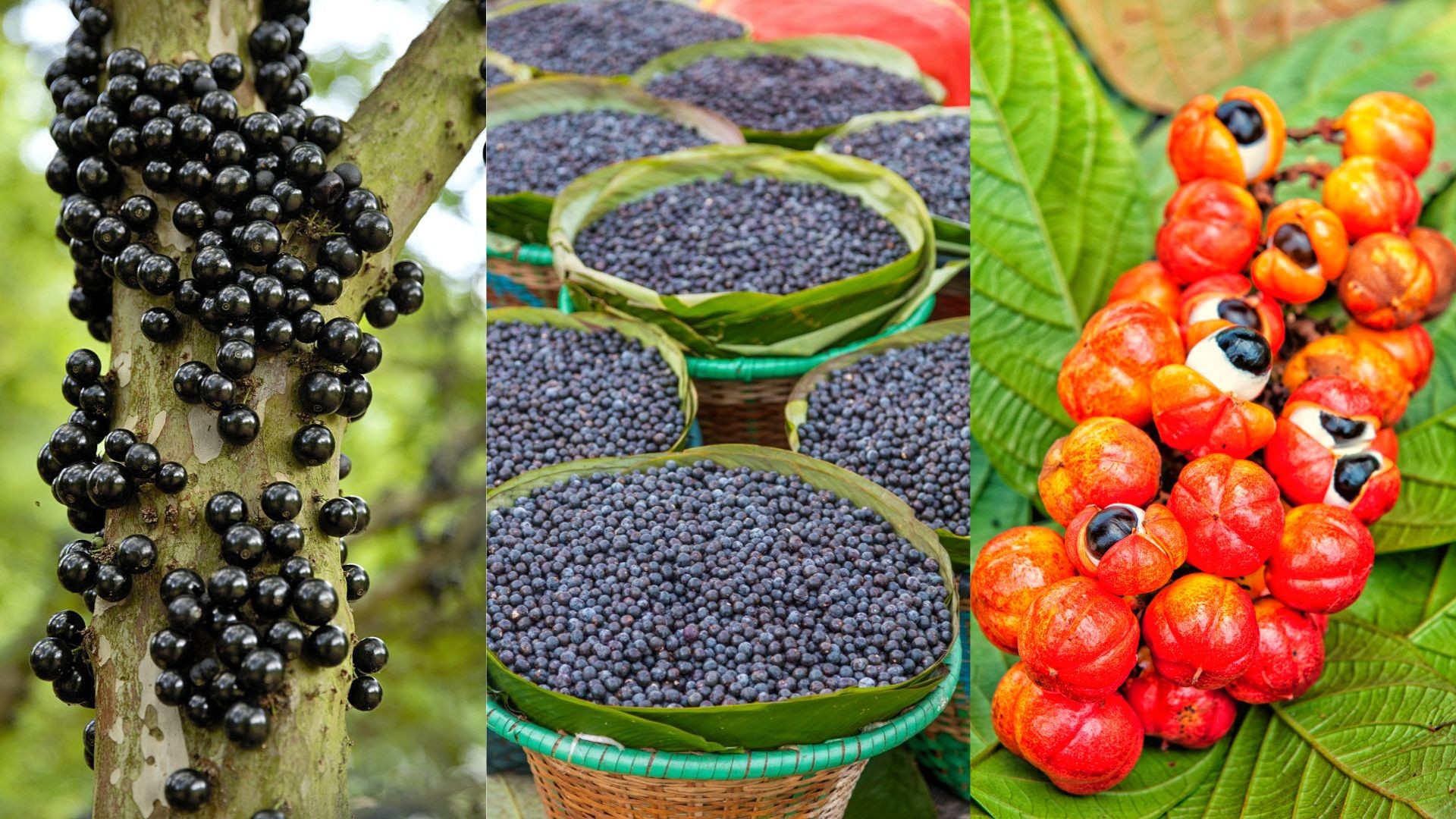 Brasil tem três frutas entre as 100 melhores do mundo; descubra quais