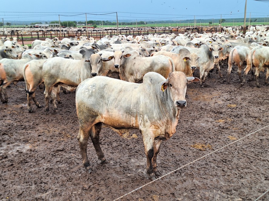 Não se espera, por enquanto, um movimento de queda nas cotações do boi