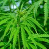 Nesta terça-feira (30/9), vence o prazo dado pelo Superior Tribunal de Justiça à Anvisa para a regulamentação do cultivo da planta no país - Pixabay
