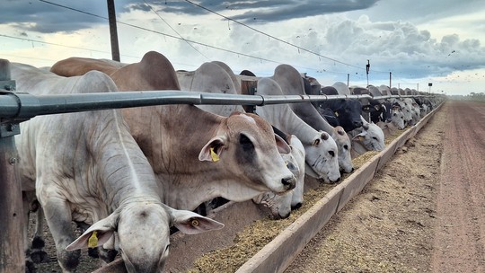 Preço do boi no mercado futuro favorece compra de gado para confinamento