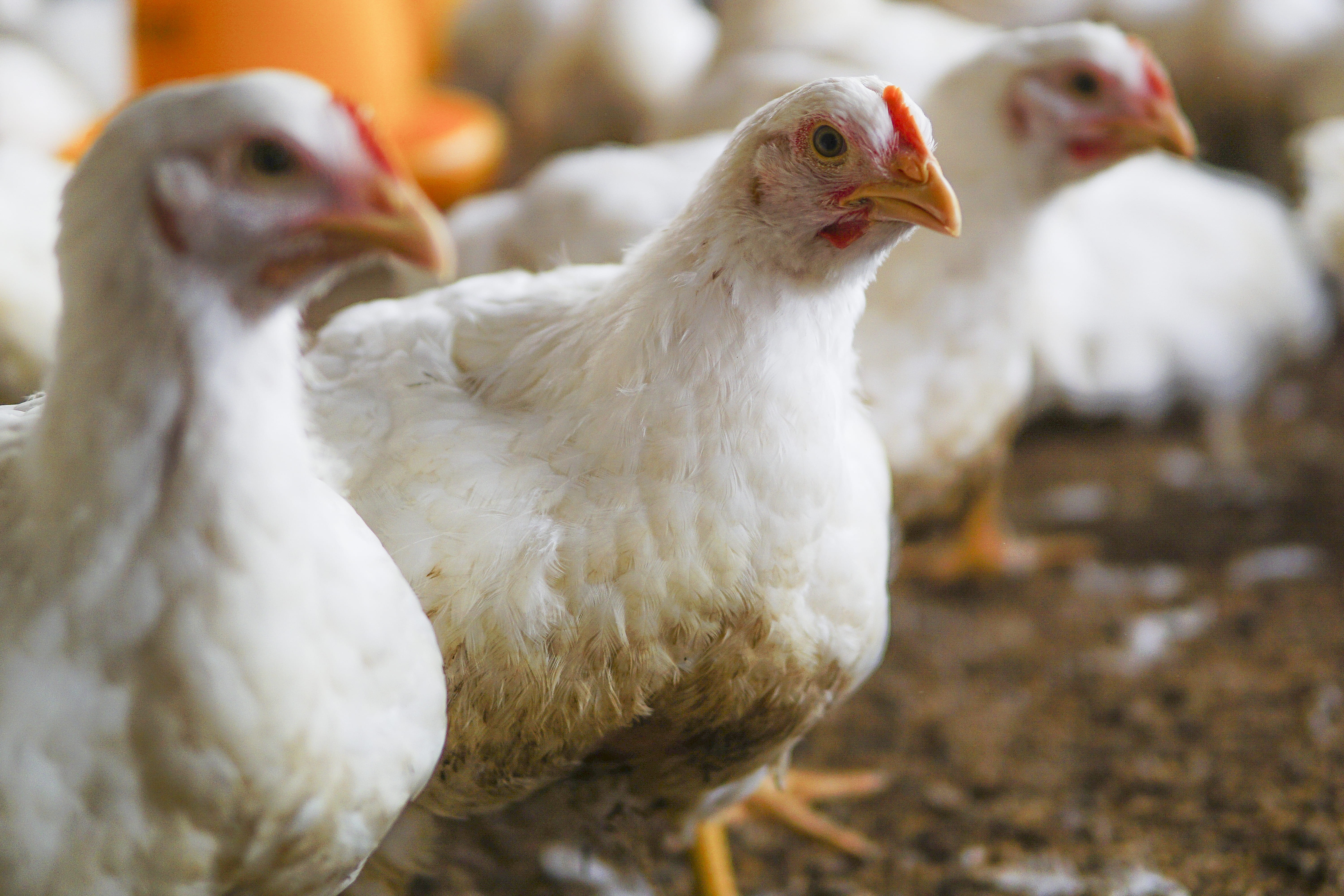 Preço do frango sobe em janeiro com a oferta controlada