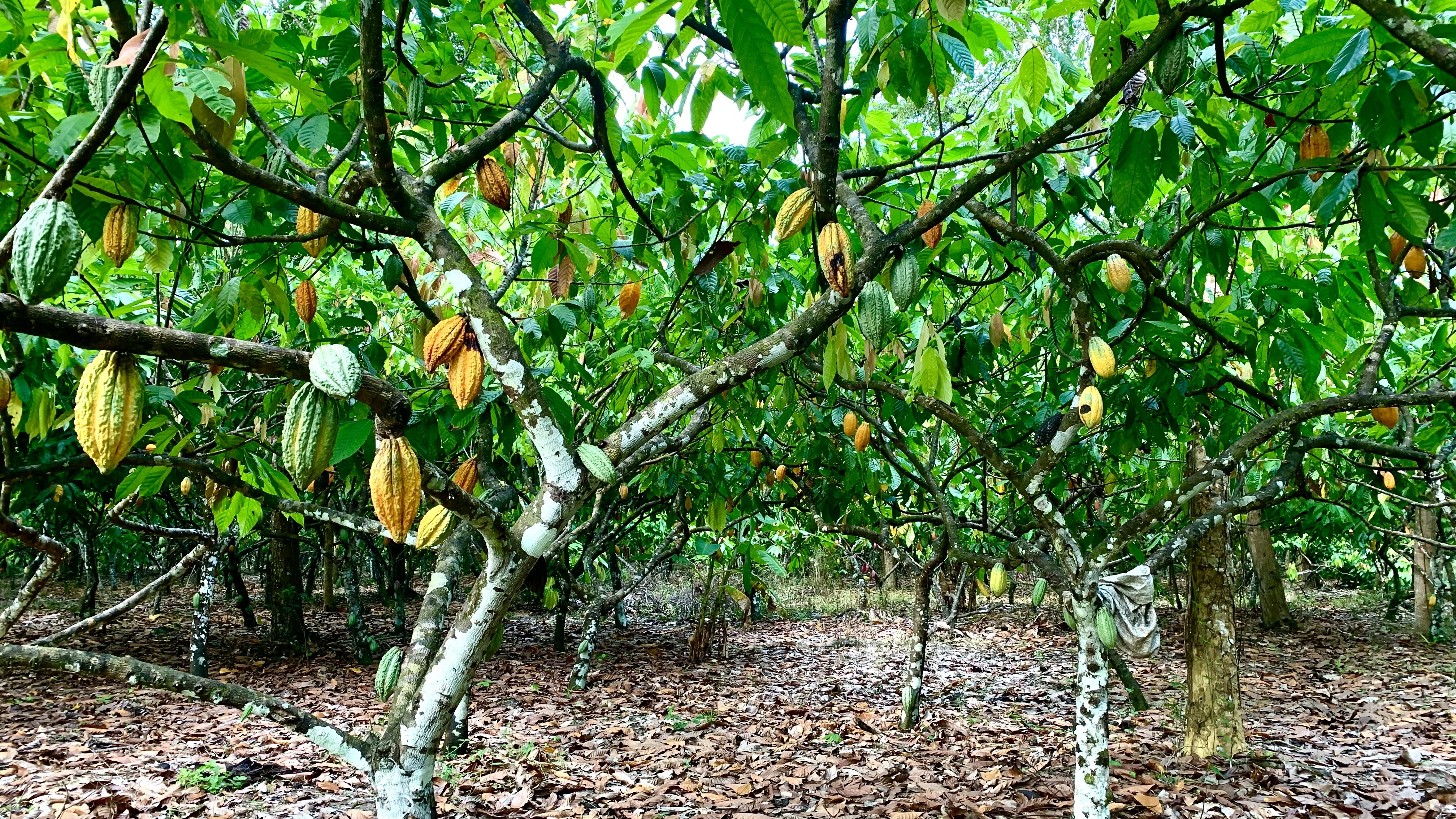Cacau sobe em Nova York com excesso de chuvas na Costa do Marfim