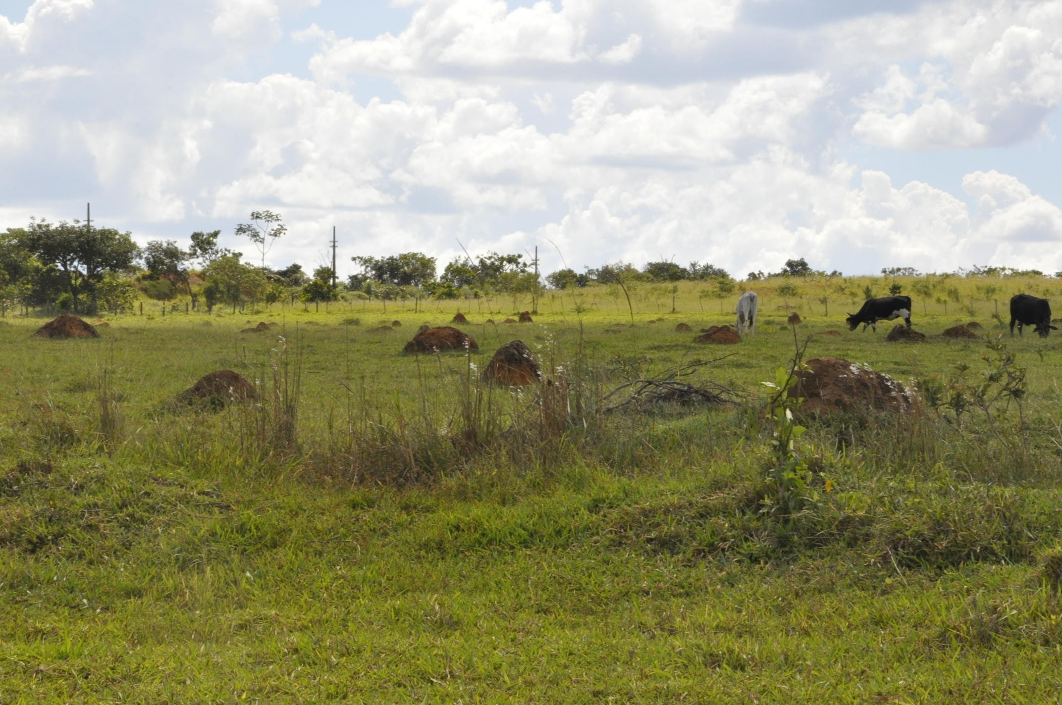 Brasil lançará com a FAO iniciativa para recuperar áreas degradadas