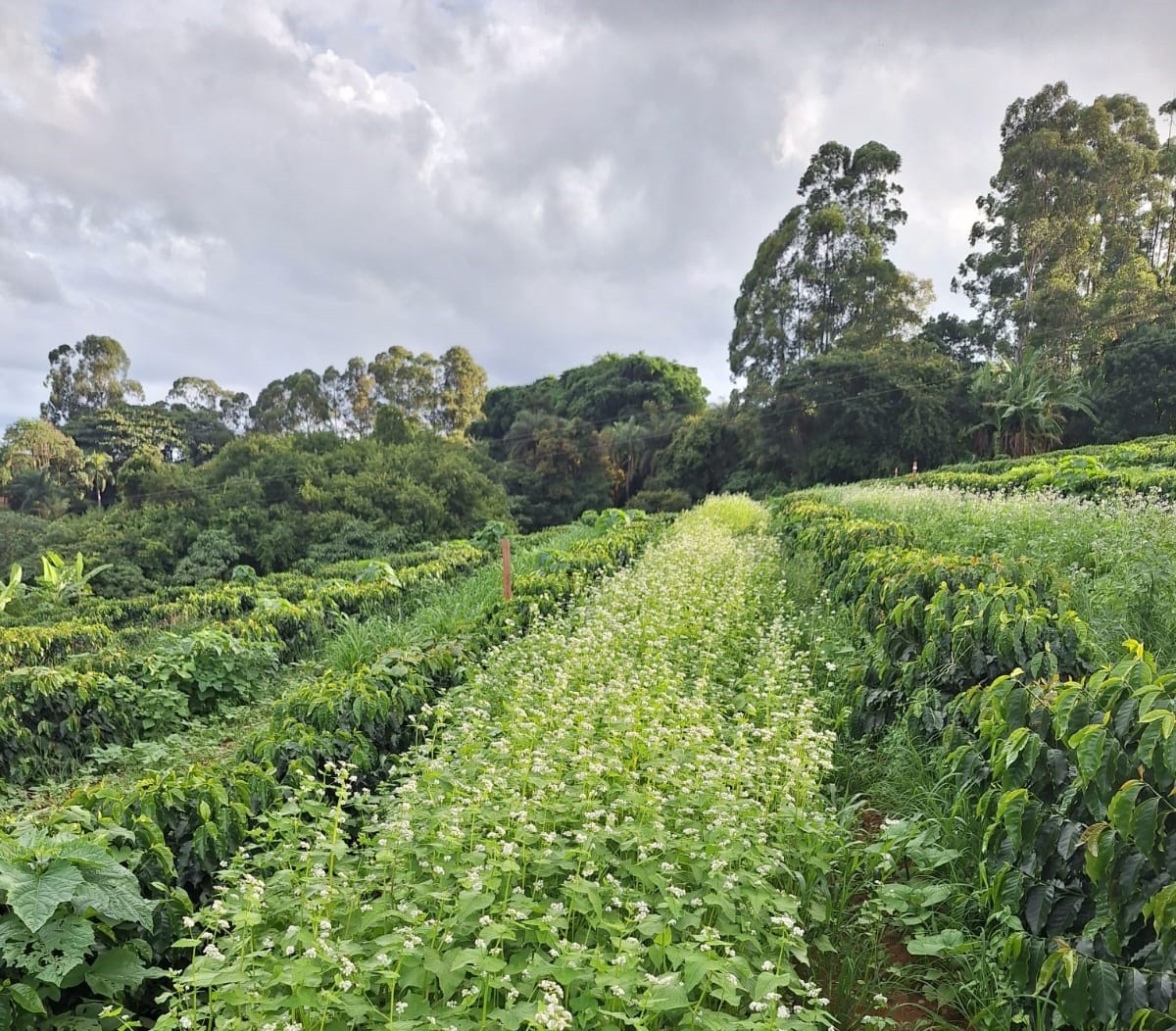 Plataforma quer mostrar que café pode gerar R$ 1 bilhão em crédito de carbono