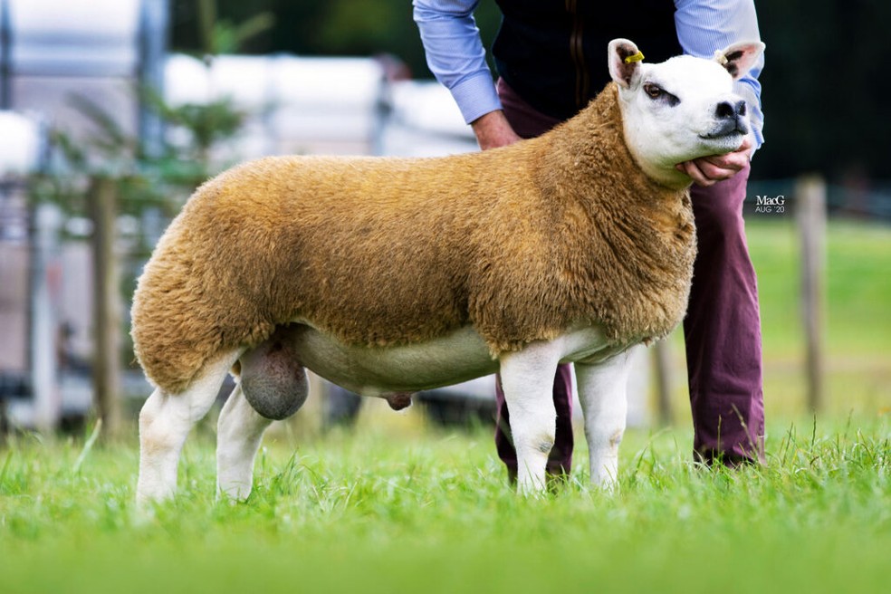 O macho da raça Texel recebeu o nome de Double Diamond — Foto: Macgregor photography/Texal Sheep Society