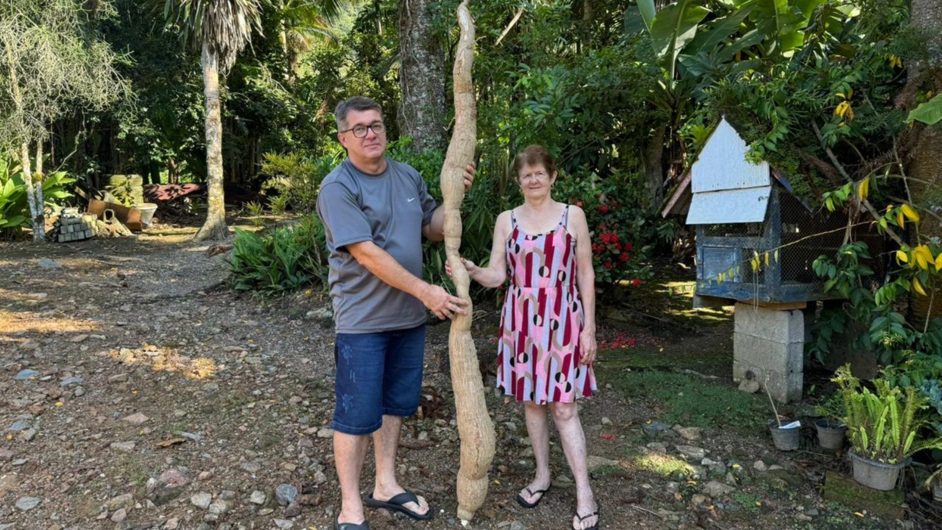 Mandioca de dois metros surpreende agricultor em SC; veja outros casos de vegetais gigantes