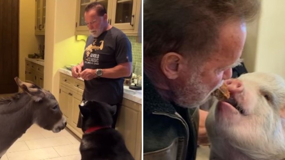 Animais de Arnold Schwarzenegger convivem juntos — Foto: Instagram/ Reprodução