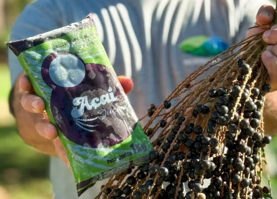 Fruto da palmeira juçara cultivado no Sul tem teor maior de antioxidantes