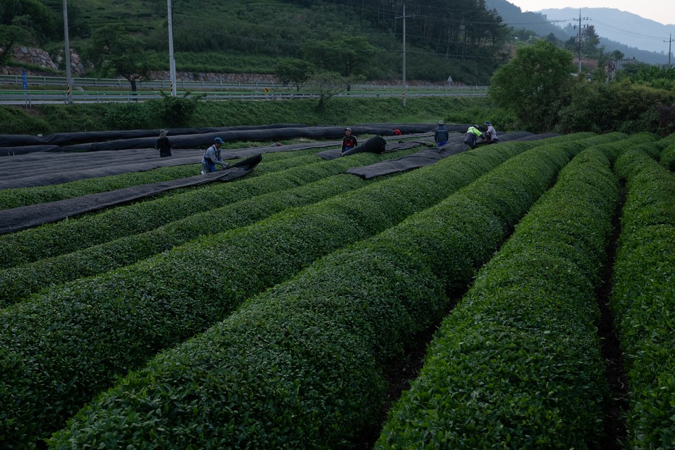 Produção é feita com rigor alto que garante qualidade do produto — Foto: Namu Matcha / Alvaro Domínguez