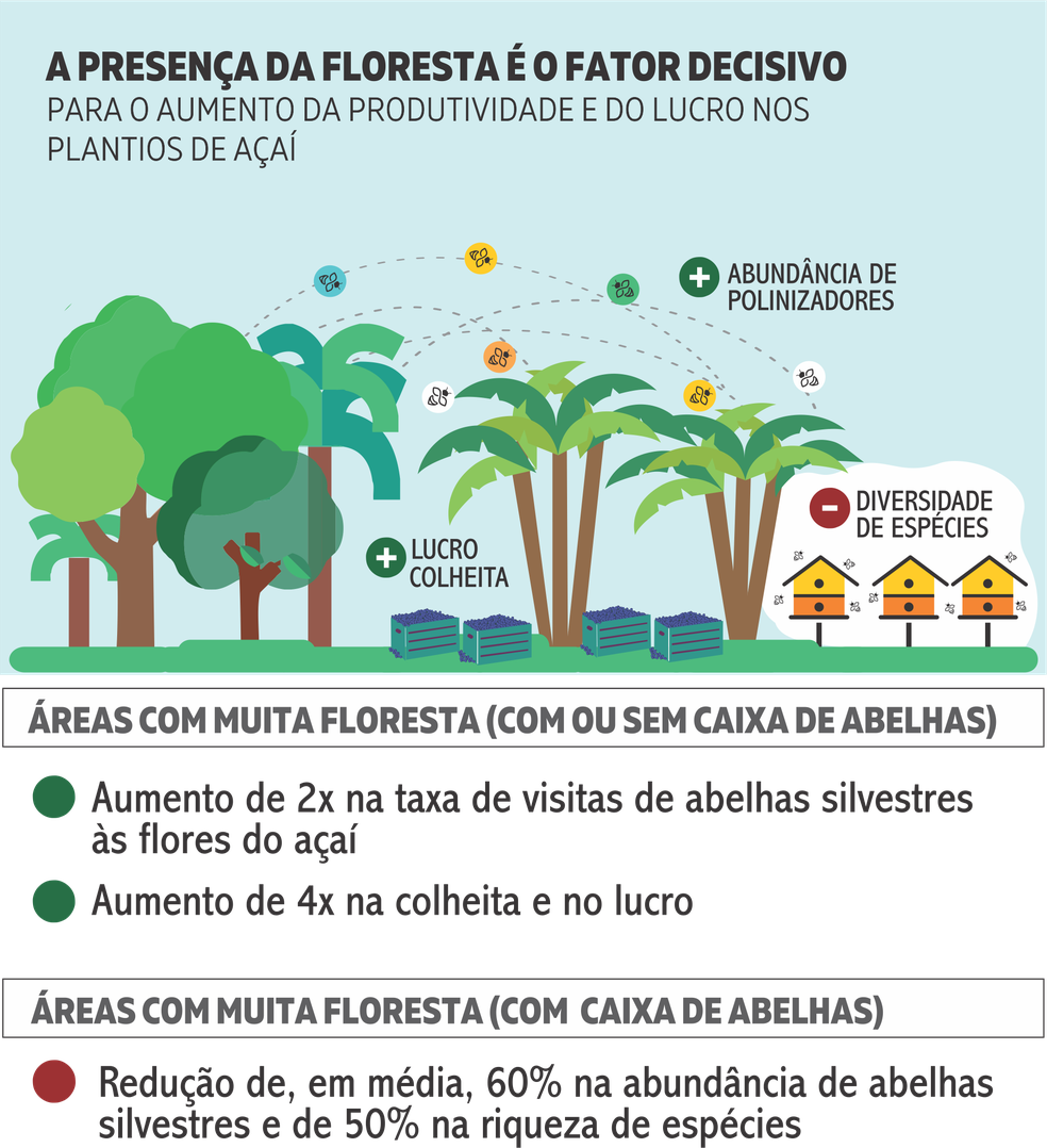 Produtividade do açaí plantado aumenta 4 vezes com polinização e ...
