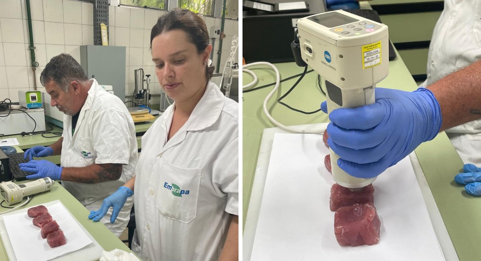Análise laboratorial de atum durante a pesquisa — Foto: Fabíola Fogaça/Embrapa