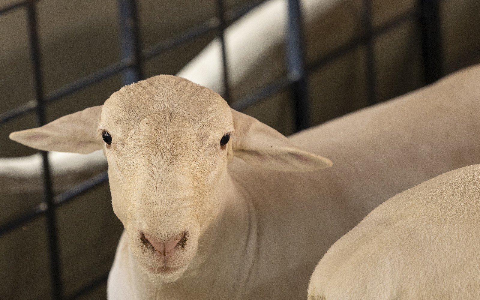 Marrocos suspende tarifas de importação para carnes e ovinos vivos até o fim de 2026